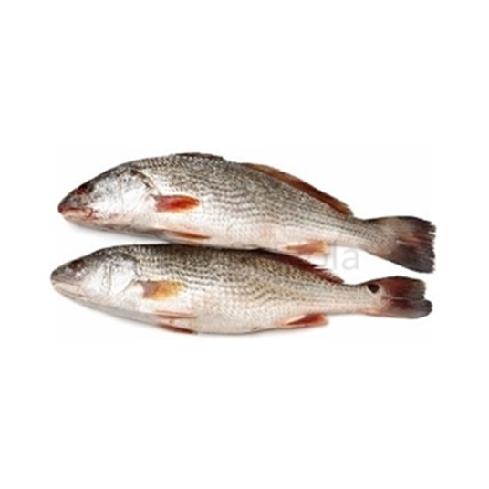 Croaker
