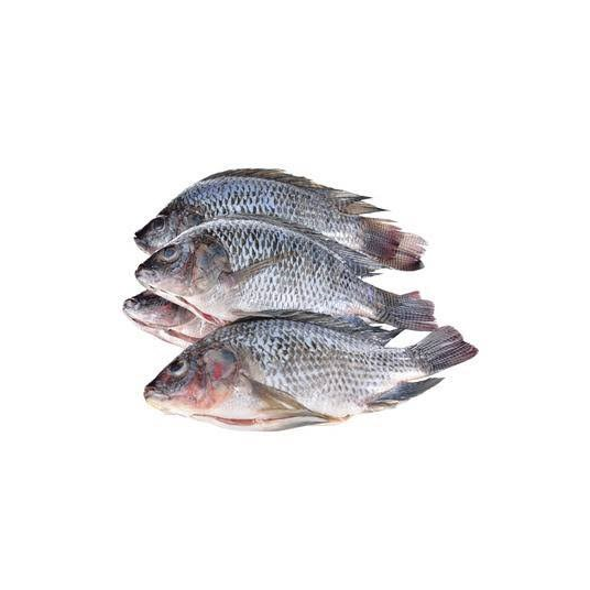 Tilapia