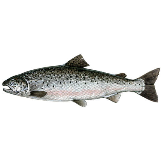 Salmon (Whole)