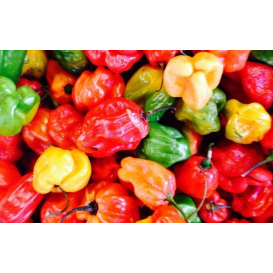 Habanera Pepper - Atarodo