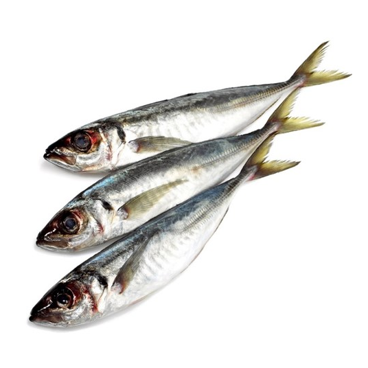Horse Mackerel (Kote)