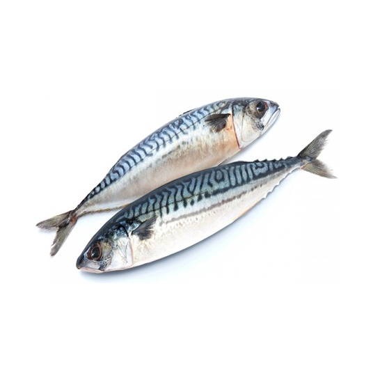 Mackerel (Titus)