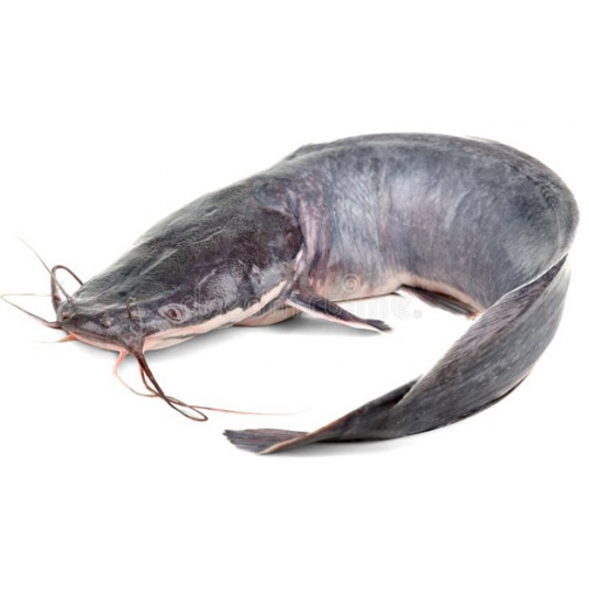 Cat Fish (White Bull Head)