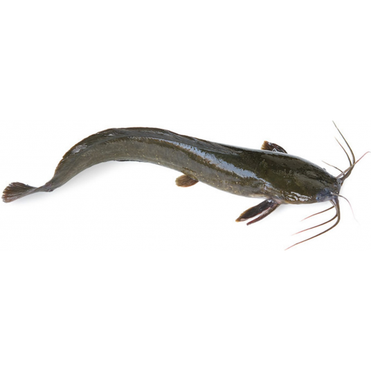 Cat Fish