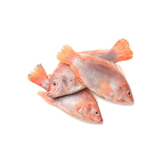 Red Tilapia