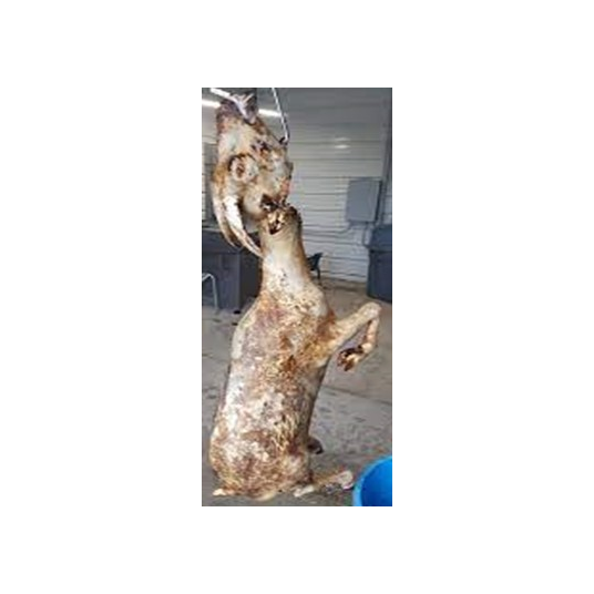 Goat (Skin Burnt) – Whole or Half