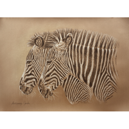 Zebra