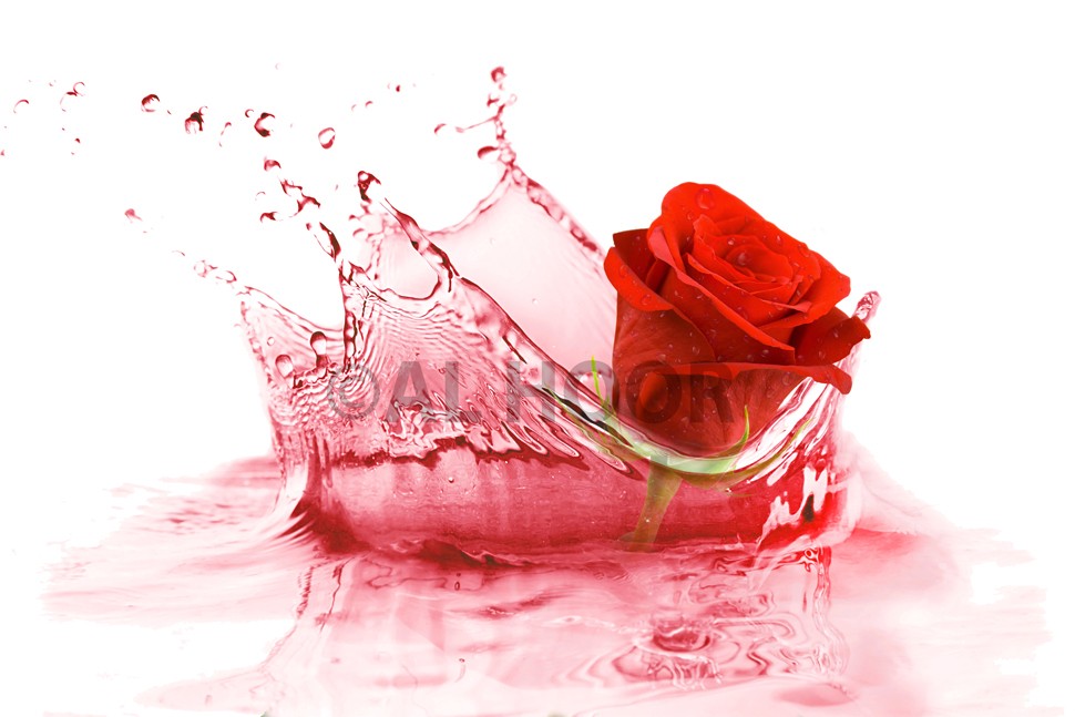 Rose Water Splash