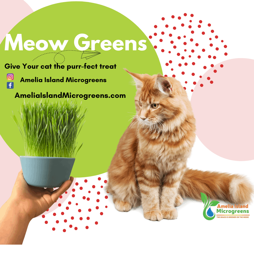 Meow Greens