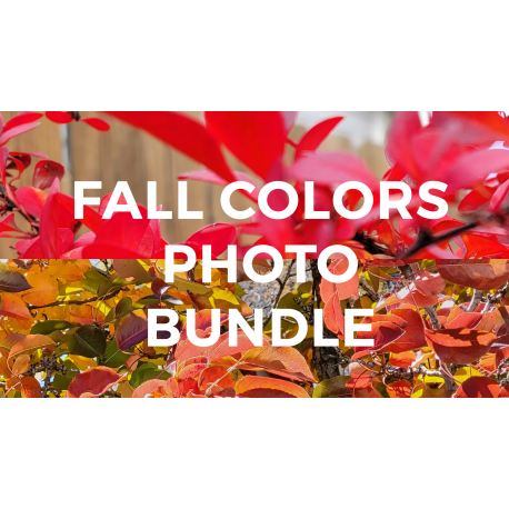 Fall Colors Photo Bundle test