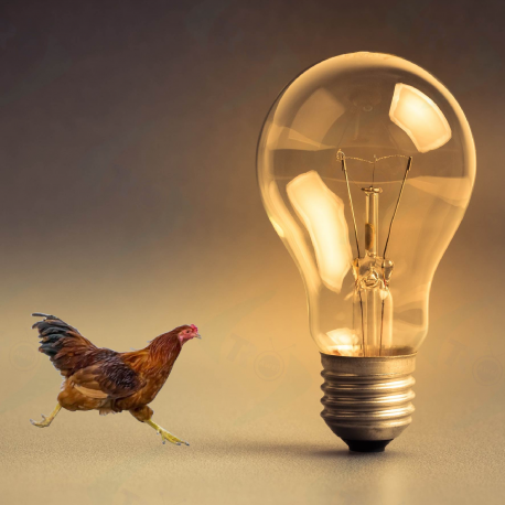 Filament Bulb