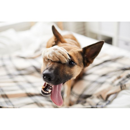 4 Reasons Why You Need Photos of Your Pets