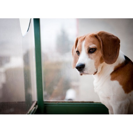 5 Ways to Capture Amazing Pet Photos