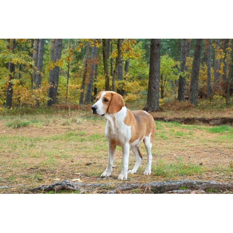 6 Reasons Why You Should Hire a Professional Pet Photographer