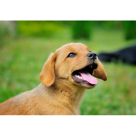 7 Tips to Get the Most Out of Your Dog Portraits