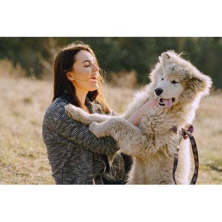 Facebook Ad Examples for Pet Photography