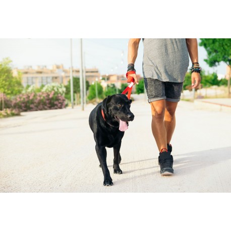 How to Prepare for Your Pet Photo Session