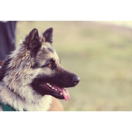 Pet Blog Post Outline