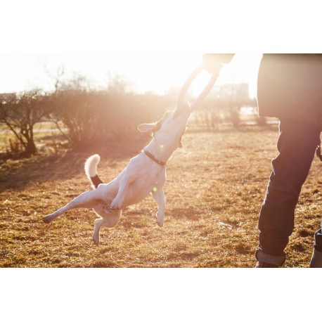 Pet Photography Template