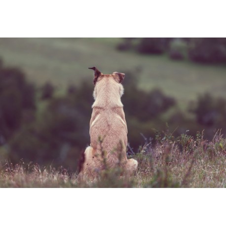 Top Google Ads for Pet Photography