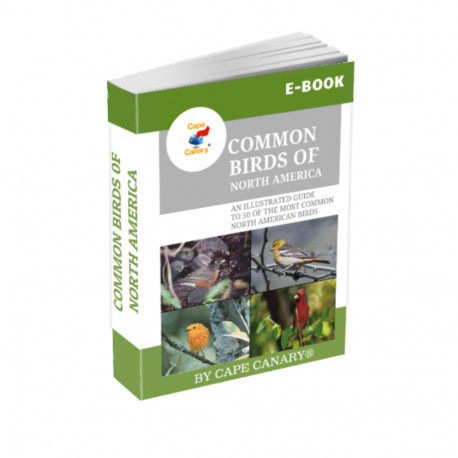 Common Birds Of North America Ebook