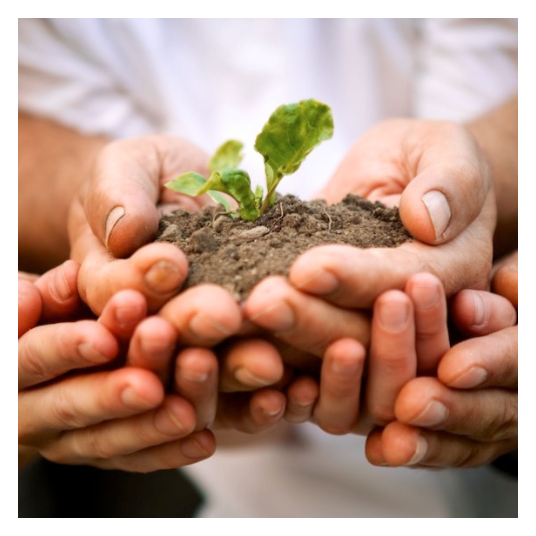 Seeds for growth