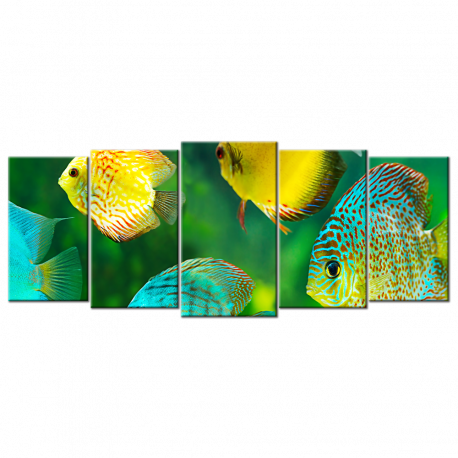 Beautiful Watch Tropical Fish - 5 panels XL