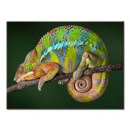 Sleeping Chameleon - 1 panel L