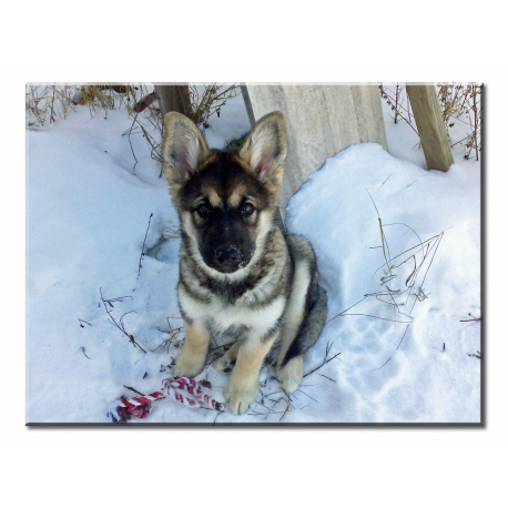 Malamute-Shepherd Puppy in the Snow - Wall Canvas (Chewbacca The Mal-GSD-Wolf)