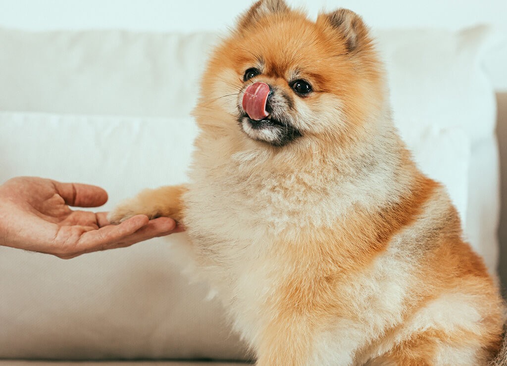small-dog-licking-face