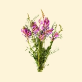 Astragalus membranaceus