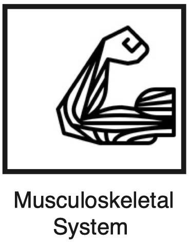 Musculoskeletal System