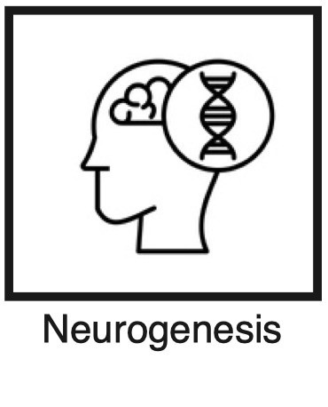 Neurogenesis