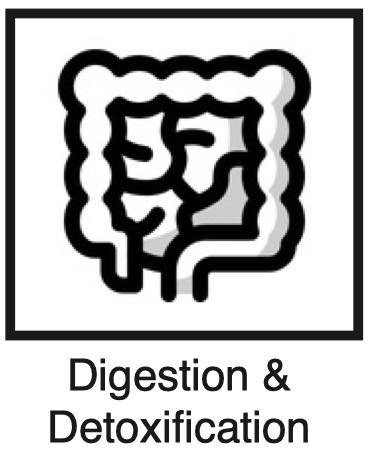 Digestion & Detoxification