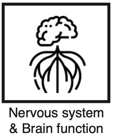 Nervous System & Brain Function