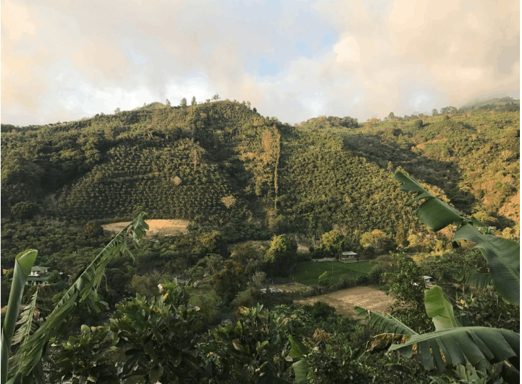 Defining Terroir - Australian Coffee Industry