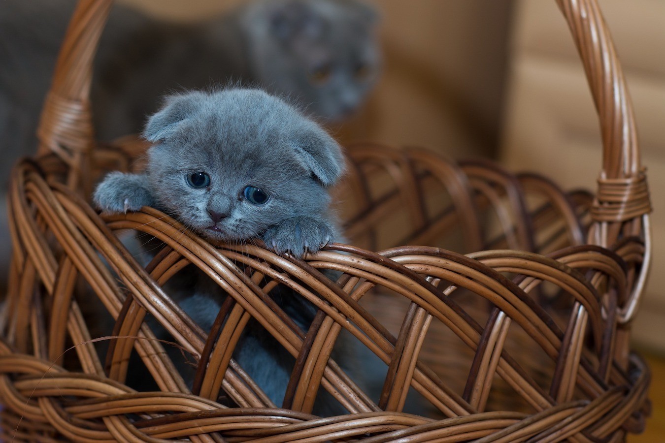 grey blue kitten in a wicker basket looking so sad