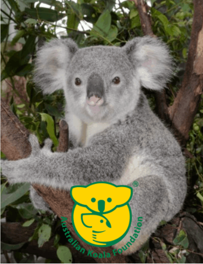 Koala sitting in an eucalyptus tree