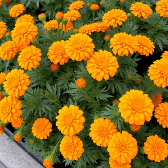 Organic Pot Marigold Plant Starter (Double Ball's Orange)
