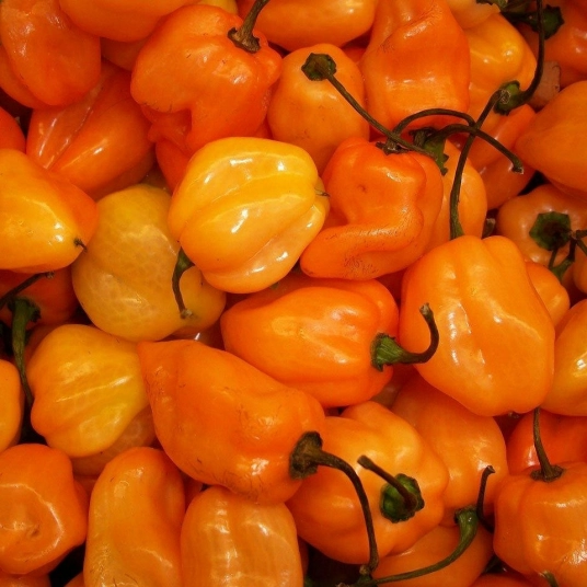 Organic Hot Pepper Plant Starter (Habanero)