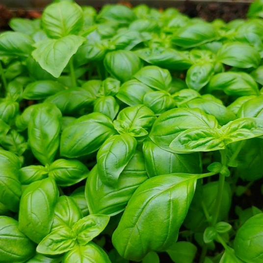 Organic Basil Plant Starter (Sweet)