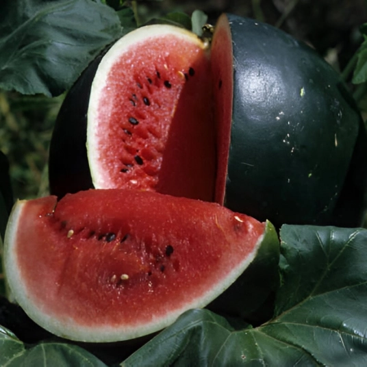 Organic Watermelon Plant Starter (Sugar Baby)