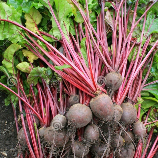Organic Beets Plant (Detroit Dark Red)