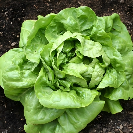 Organic Lettuce Plant Starter ( Buttercrunch Leaf)