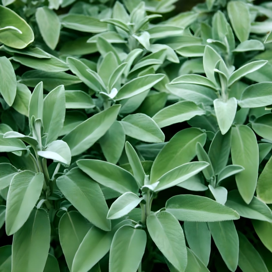 Organic Sage Plant Starter (Broad Leaf)