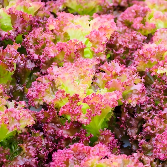 Organic Lettuce Plant Starter (Lollo Rossa)