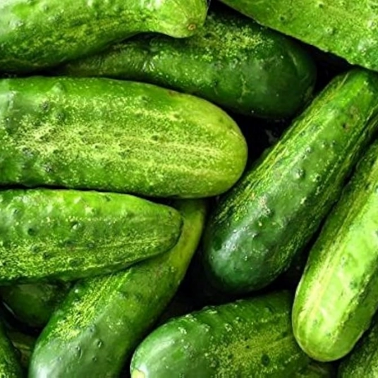 Organic Cucumber Plant Starter (Wisconsin)