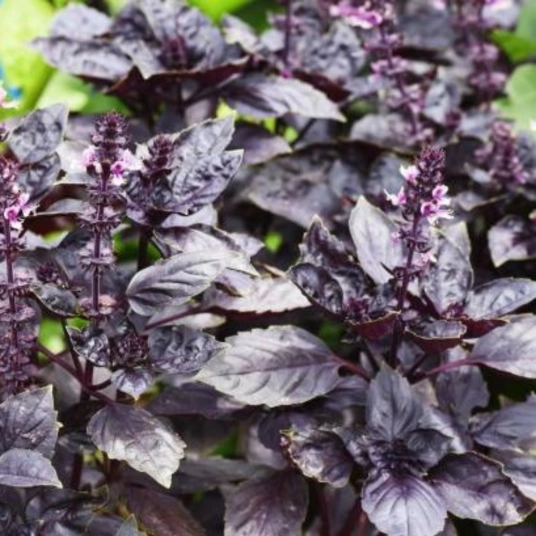 Organic Basil Plant Starter (Dark Opal)