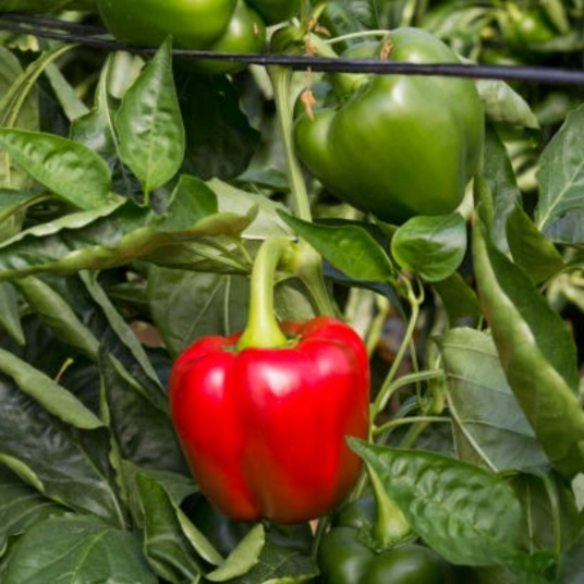 Organic Bell Pepper Plant Starter (California Wonder)