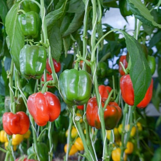 Organic Bell Pepper Plant Starter (Grand Bell Mix)